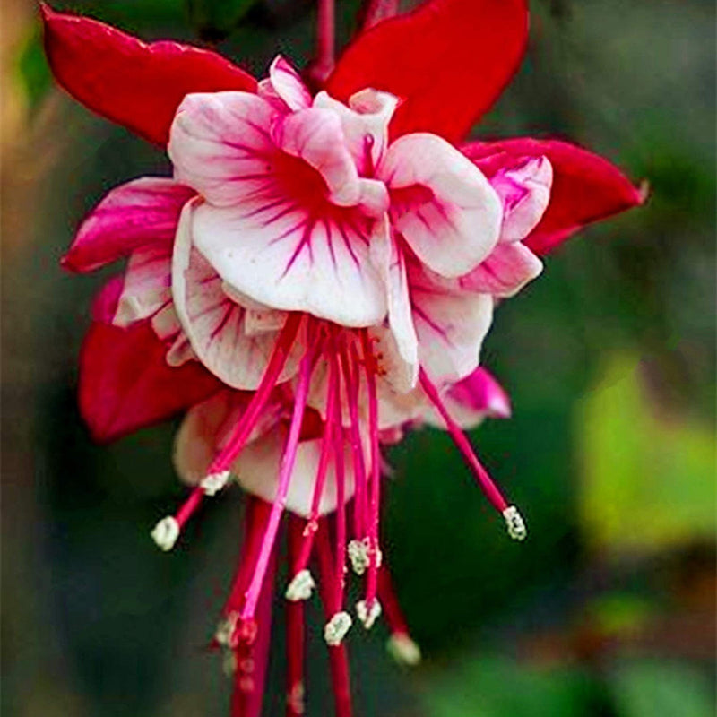 Red White Fuchsia Seeds Flower seeds for Planting - Shade Tolerant, Heirloom & GMO Free Seeds for Home Garden
Sale seeds for planting in home garden