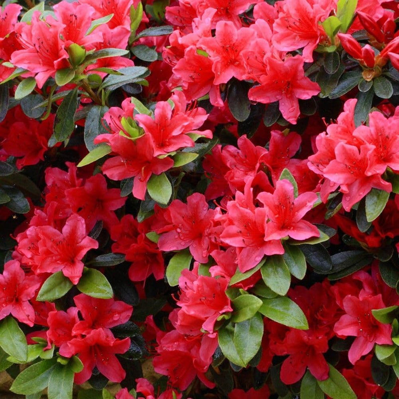 Red Azaleas Flower seeds for Planting - Cut Flower Favorite, Heirloom & GMO Free Seeds for Home Garden
