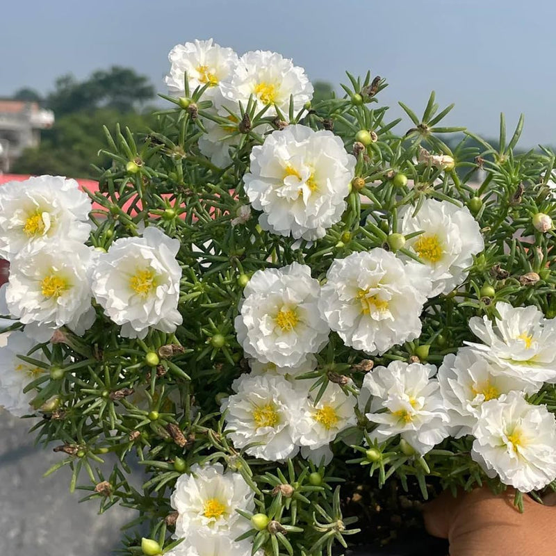 White Portulaca Flower seeds for Planting - Hardy Variety, Heirloom & GMO Free Seeds for Home Garden
Sale for planting in home garden.