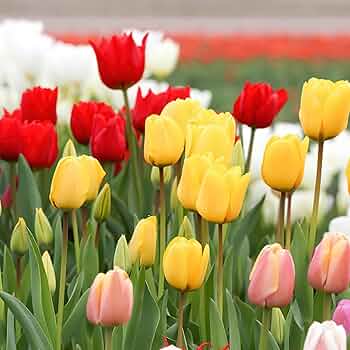 Tulip Tree Flower seeds for Planting - Premium Quality, Heirloom & GMO Free Seeds for Home Garden