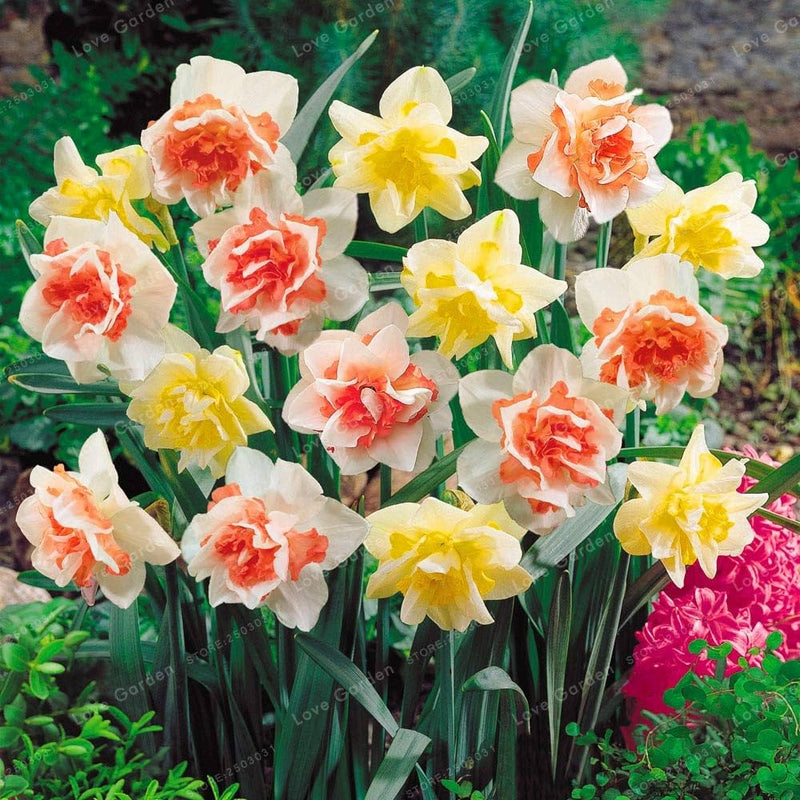 Jonquil Flower seeds for Planting - Easy to Grow, Heirloom & GMO Free Seeds for Home Garden
Sale for planting in home garden.