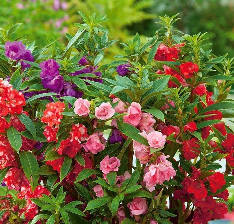Balsam Camellia Flower seeds for Planting Wildflower Mix Heirloom & GMO Free Seeds for Home Garden