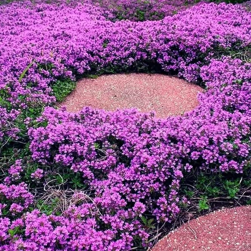 Creeping Thyme Planting Seeds Perfect Ground Cover Flowers