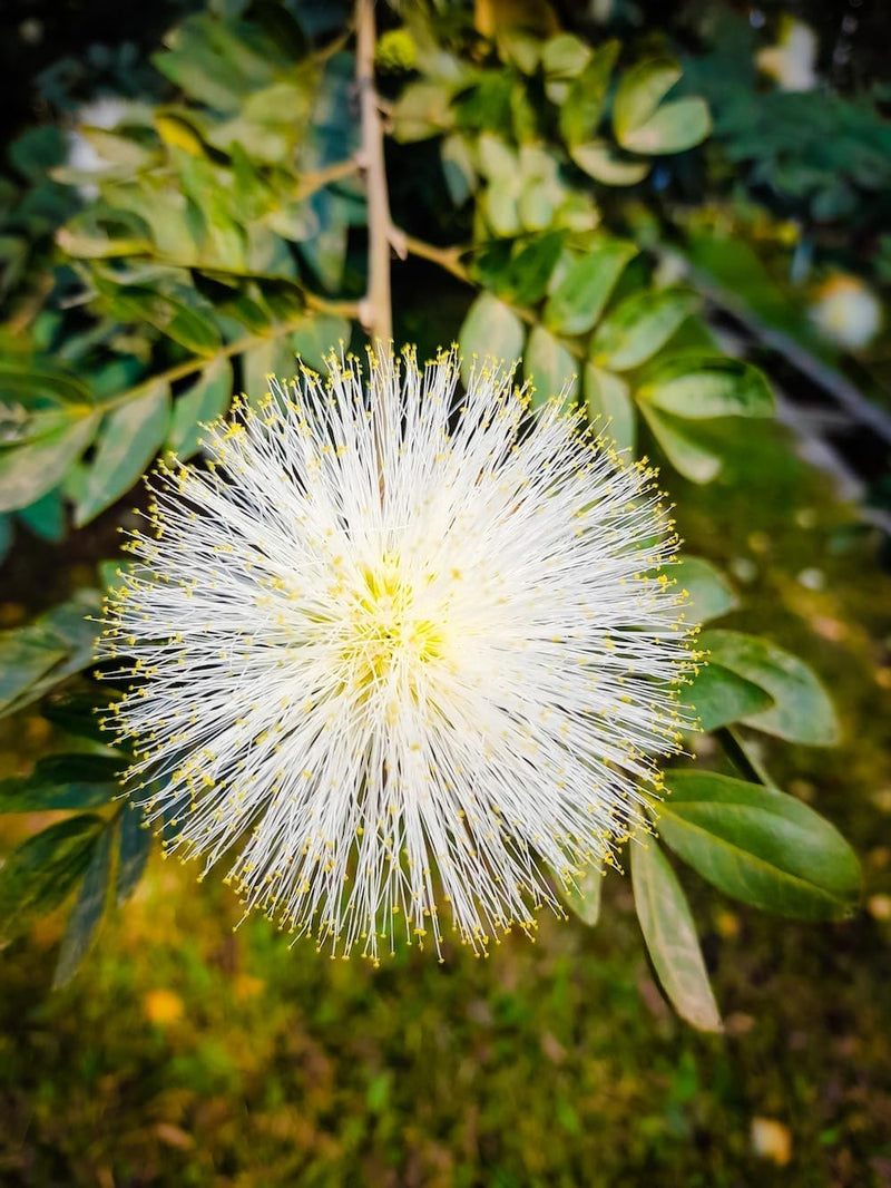 Mimosa Flower seeds for Planting - Low Maintenance, Heirloom & GMO Free Seeds for Home Garden
Sale for planting in home garden.