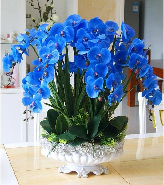 Orchidee Flower seeds for Planting - Cut Flower Favorite, Heirloom & GMO Free Seeds for Home Garden