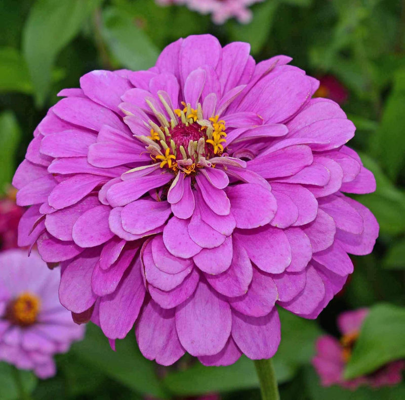 Lavender Zinnia Flower seeds for Planting - Seasonal Bloomer, Heirloom & GMO Free Seeds for Home Garden
Sale for planting in home garden