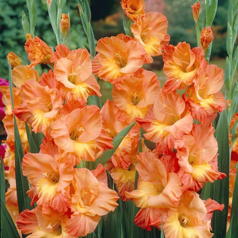 Orange Yellow Gladiolus Flower seeds for Planting - Pollinator Friendly, Heirloom & GMO Free Seeds for Home Garden