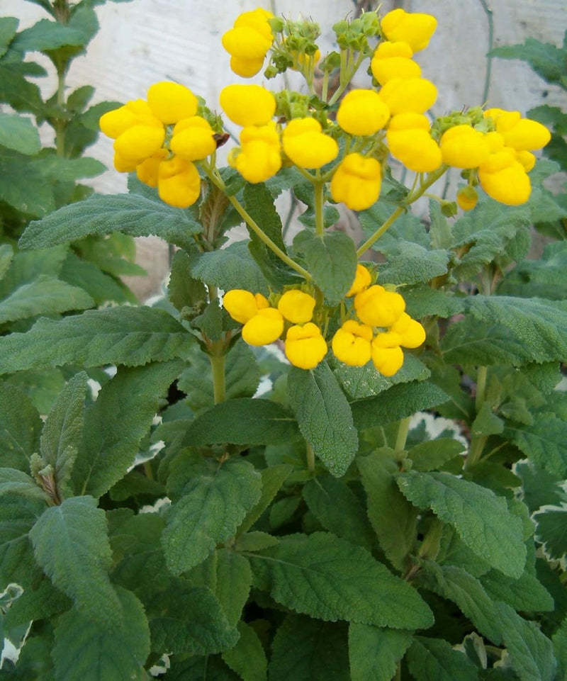 Calceolaria Flower seeds for Planting - Perfect for Borders, Heirloom & GMO Free Seeds for Home Garden
Sale seeds for planting in home garden