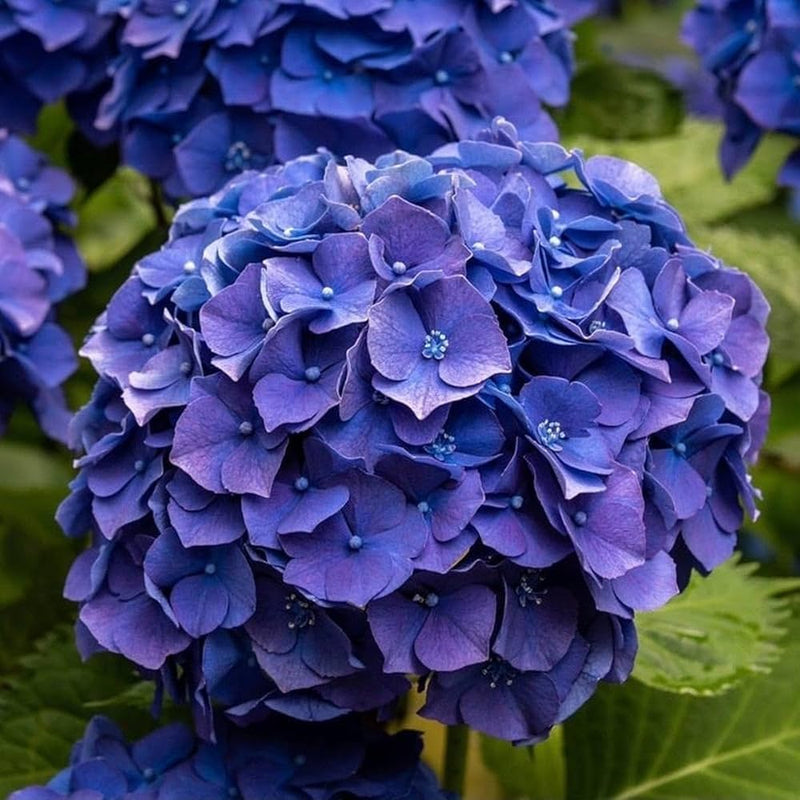 Dark Blue Hydrangea Flower seeds for Planting - Low Maintenance, Heirloom & GMO Free Seeds for Home Garden