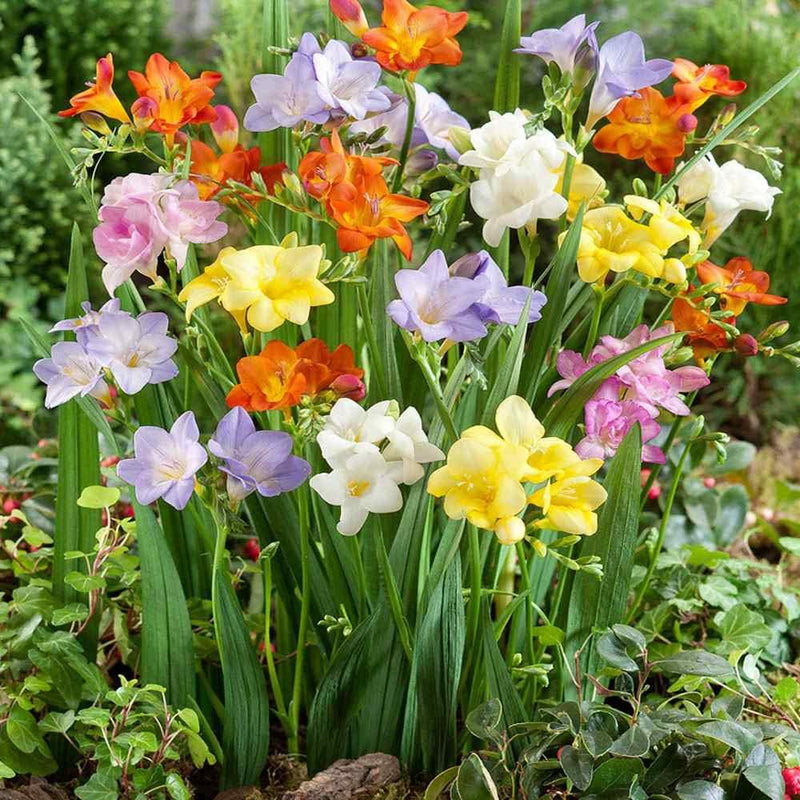 Mixed Freesia Flower seeds for Planting - Hardy Variety, Heirloom & GMO Free Seeds for Home Garden
Sale seeds for planting in home garden