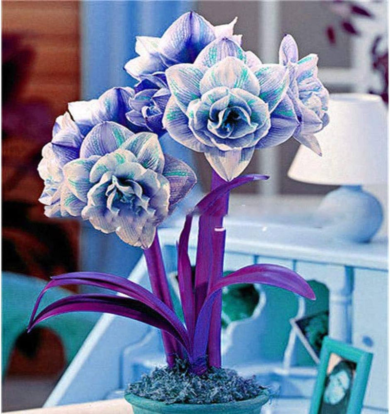 Blue Hippeastrum Flower seeds for Planting - Hardy Variety, Heirloom & GMO Free Seeds for Home Garden