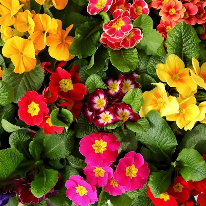 Primula Malacoides Flower seeds for Planting - Colorful Display, Heirloom & GMO Free Seeds for Home Garden