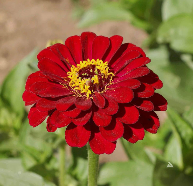 Burgundy Zinnia Elegans Flower seeds for Planting - Drought Tolerant, Heirloom & GMO Free Seeds for Home Garden
Sale for planting in home garden