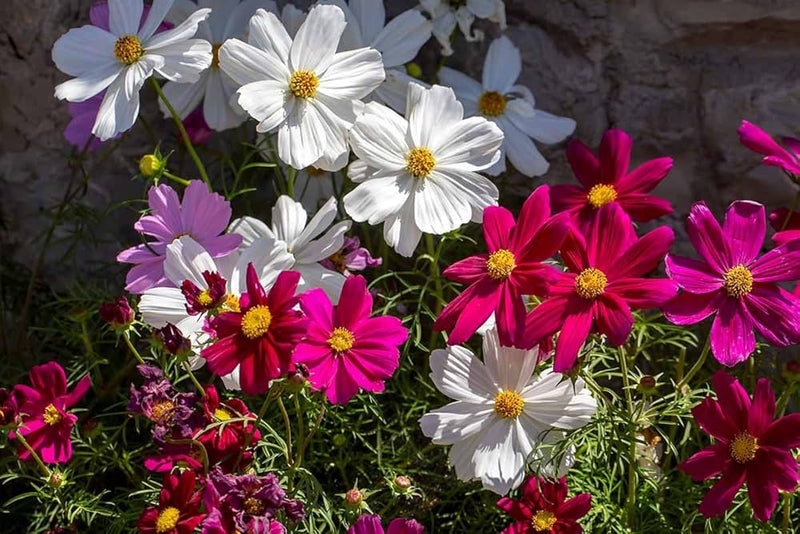 Cosmos Mix Flower Seeds for Planting - Vibrant Annual Blooms for Your Garden