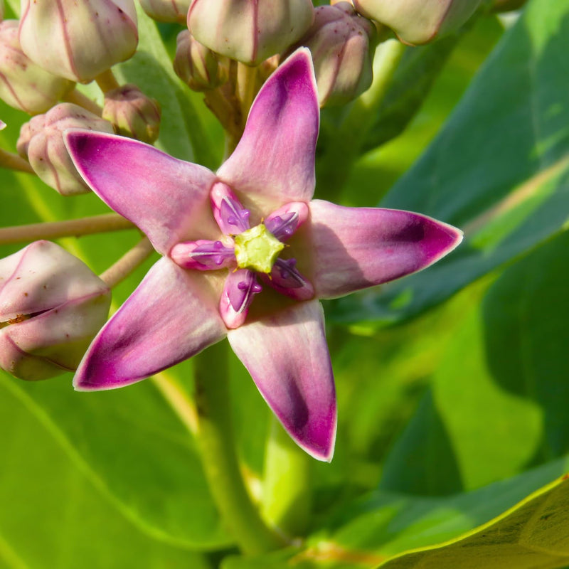 Calotropis Flower seeds for Planting - Drought Tolerant, Heirloom & GMO Free Seeds for Home Garden