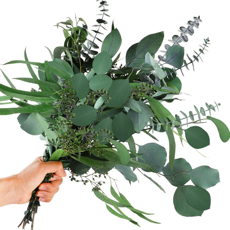 Mixed Eucalyptus Flower seeds for Planting - Vibrant Colors, Heirloom & GMO Free Seeds for Home Garden
Sale seeds for planting in home garden