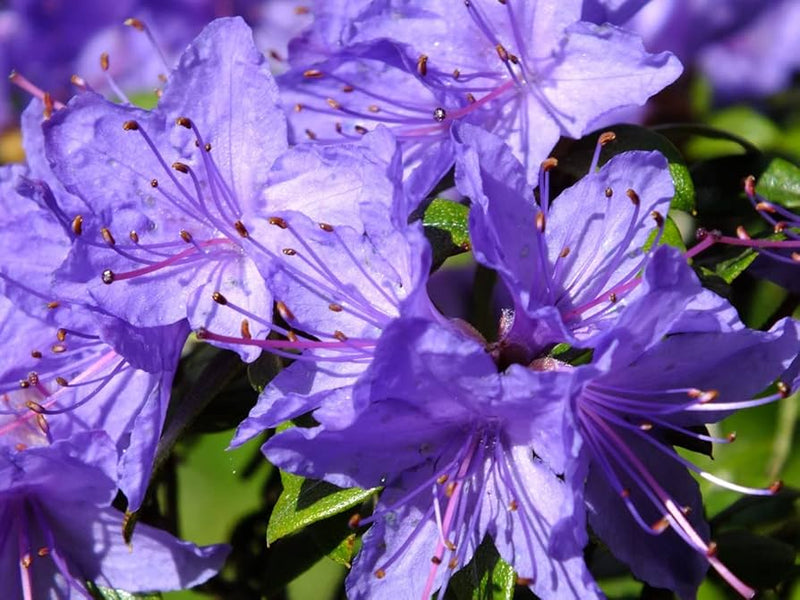 Purple Azaleas Flower seeds for Planting - Bright Blooms, Heirloom & GMO Free Seeds for Home Garden
Sale seeds for home garden