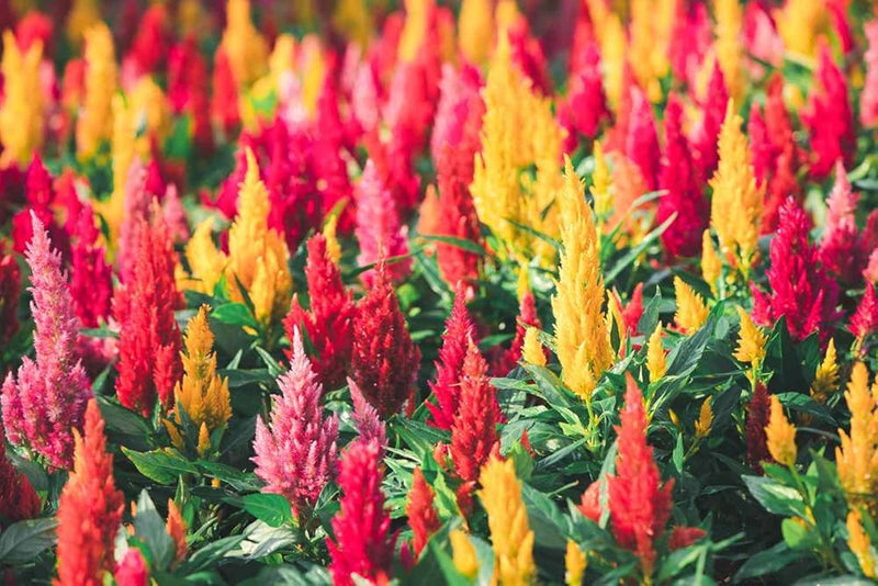 Celosia Amigo Mix Seeds for Colorful Garden Flowers