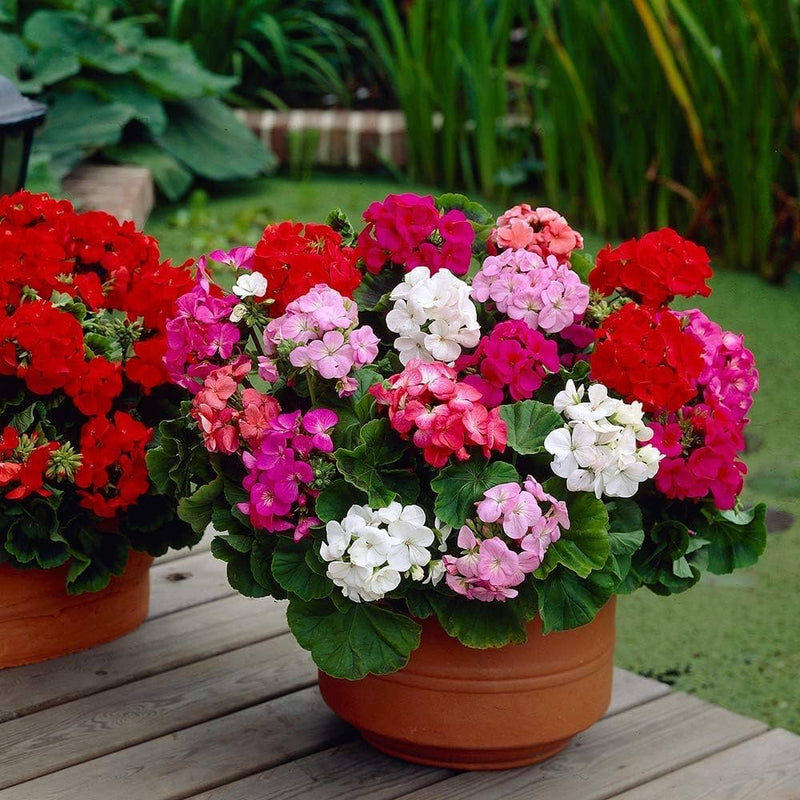 Heirloom Geranium Flower seeds for Planting Hardy Variety Heirloom & GMO Free Seeds for Home Garden