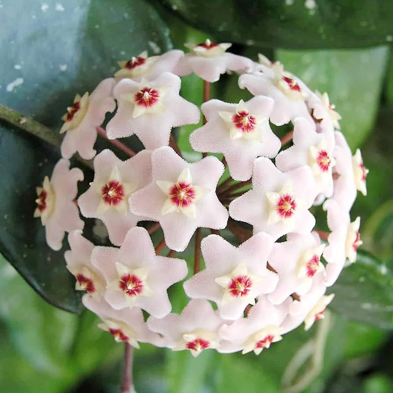 Aleurites Flower seeds for Planting - Long Bloom Season, Heirloom & GMO Free Seeds for Home Garden
Sale for planting in home garden.
