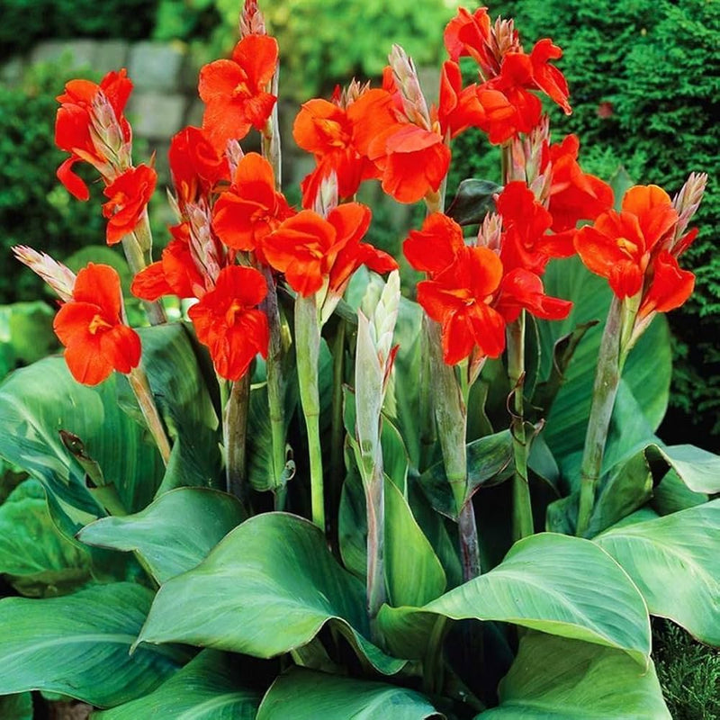 Canna Flower seeds for Planting - Fragrant Blossoms, Heirloom & GMO Free Seeds for Home Garden
Sale seeds for planting in home garden