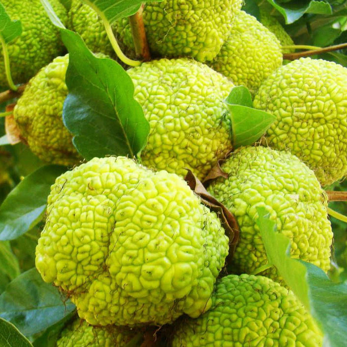 Osage Fruit Seeds for Planting Hardy & Drought-Resistant Tree Seeds
