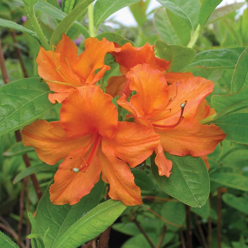 Azalea Flower seeds for Planting Vibrant Colors Heirloom & GMO Free Seeds for Home Garden
Sale