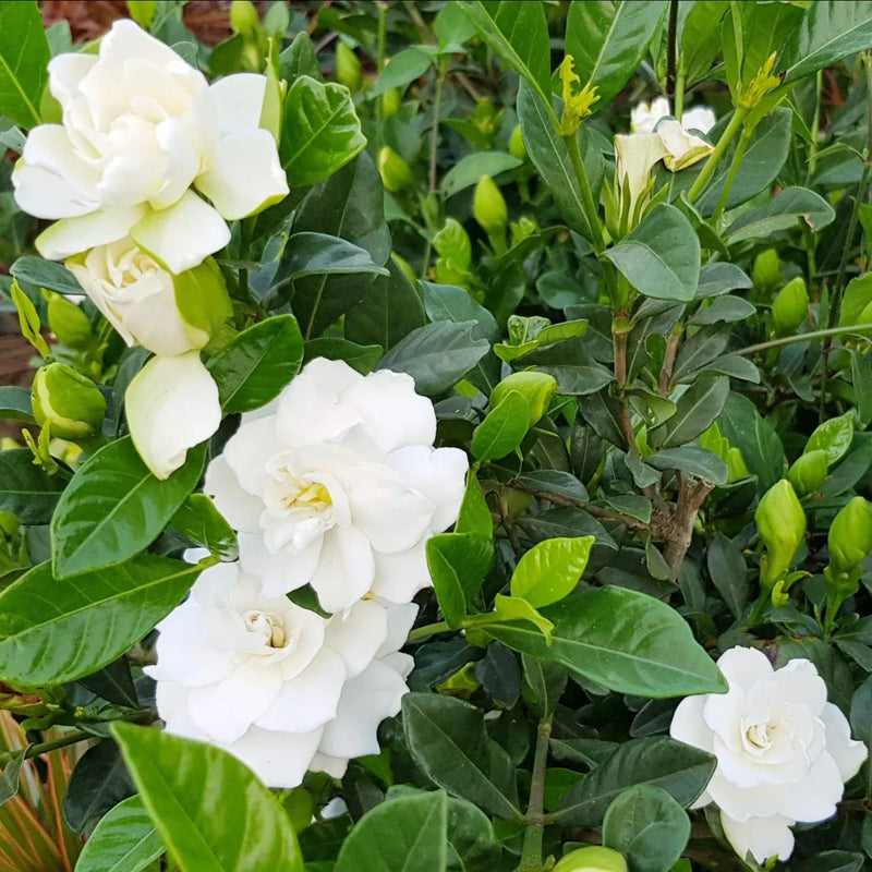White Jasminoides Flower seeds for Planting - Garden Favorite, Heirloom & GMO Free Seeds for Home Garden
