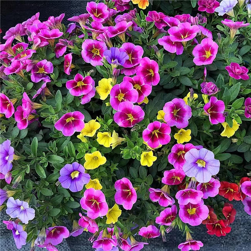 Heirloom Russian Petunia Flower seeds for Planting Low Maintenance Heirloom & GMO Free Seeds for Home Garden