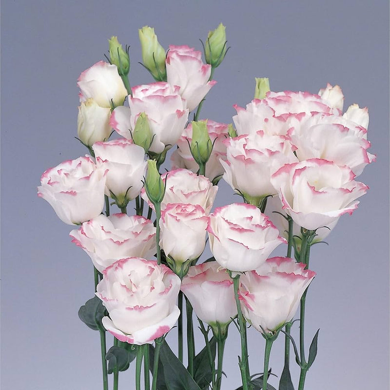 Pink Picotte Eustoma (Lisianthus) Flower seeds for Planting - Bright Blooms, Heirloom & GMO Free Seeds for Home Garden
Sale for planting in home garden