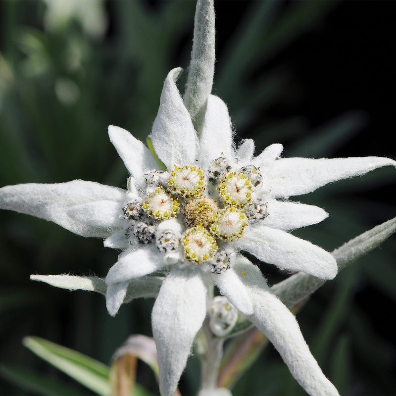 White Edelweiss Ground Flower seeds for Planting - Bright Blooms, Heirloom & GMO Free Seeds for Home Garden