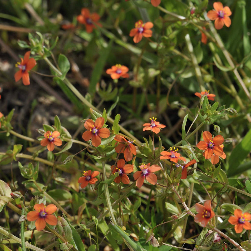 Orange Pimpernel Flower seeds for Planting - Hardy Variety, Heirloom & GMO Free Seeds for Home Garden
Sale for planting in home garden.