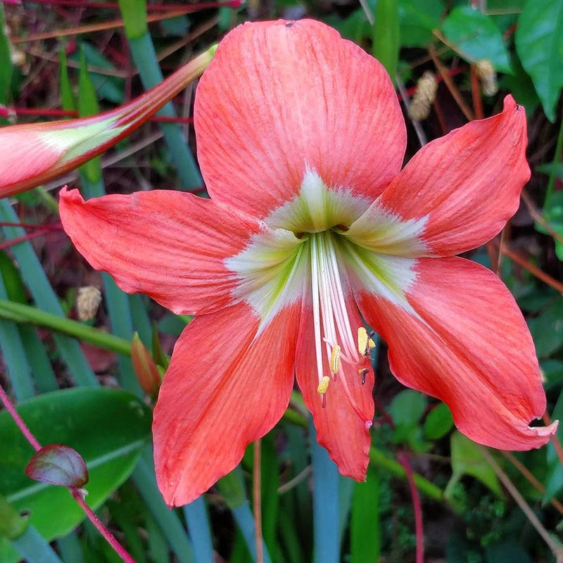 Orange-Green Hippeastrum Flower seeds for Planting - Cottage Garden Essential, Heirloom & GMO Free Seeds for Home Garden