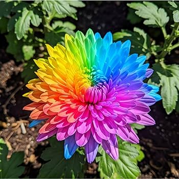 Chrysanthemum Rainbow Flower seeds for Planting - Perfect for Borders, Heirloom & GMO Free Seeds for Home Garden
