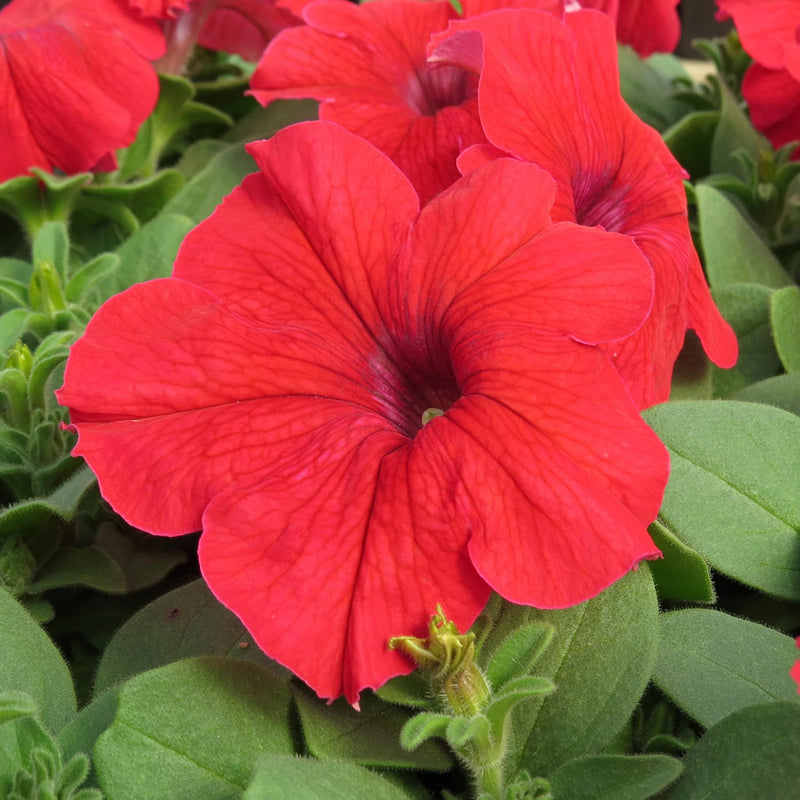 Orange Red Petunia Flower Seeds for Planting Vibrant Garden Blooms Heirloom & GMO Free Seeds for Home Garden
Sale