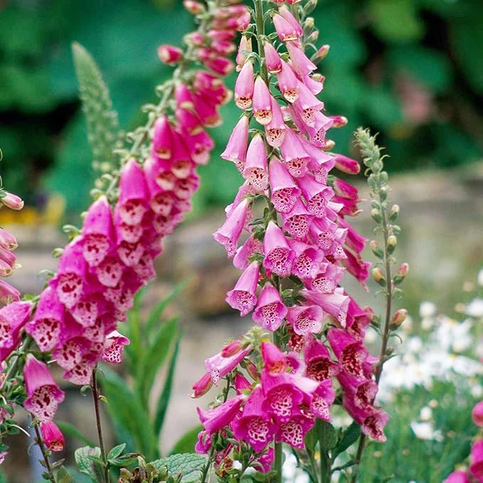 Pink Lady's Glove Flower seeds for Planting - Cut Flower Favorite, Heirloom & GMO Free Seeds for Home Garden
Sale for planting in home garden