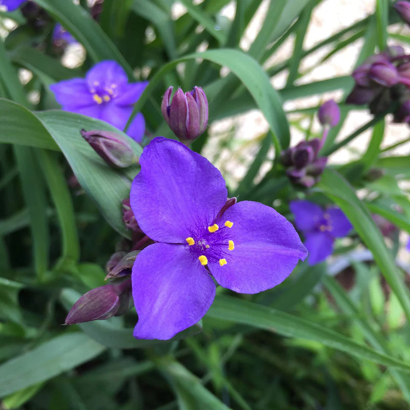 Blue Tradescantia Flower seeds for Planting - Long Bloom Season, Heirloom & GMO Free Seeds for Home Garden