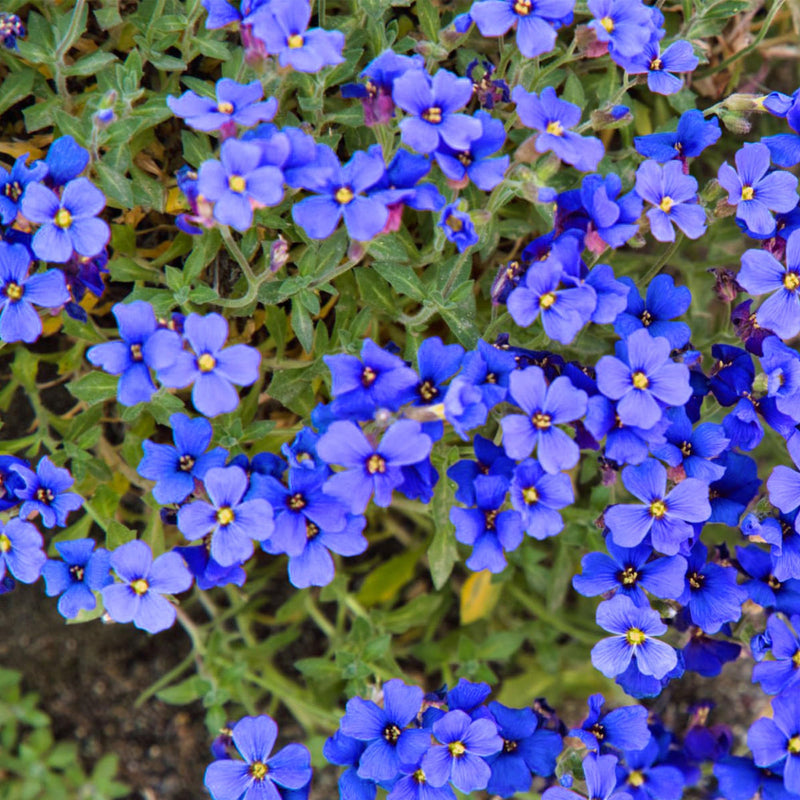 Blue Cress Cascade Flower seeds for Planting Shade Tolerant Heirloom & GMO Free Seeds for Home Garden
Sale seeds for home garden planting