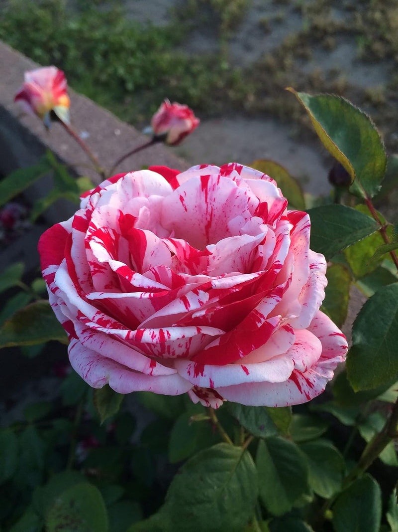 White Pink Rose Flower seeds for Planting - Cottage Garden Essential, Heirloom & GMO Free Seeds for Home Garden
Sale seeds for planting in home garden