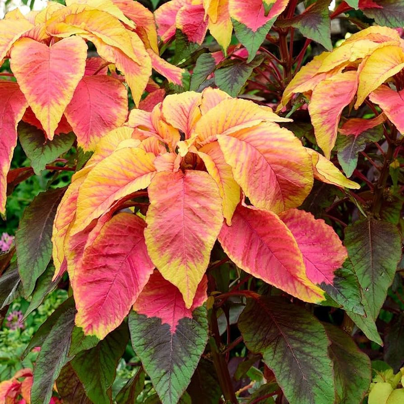 Amaranthus Illumination foliage plant seeds for fall accents