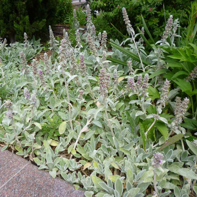 Stachys Flower seeds for Planting - Garden Favorite, Heirloom & GMO Free Seeds for Home Garden
Sale seeds for planting in home garden