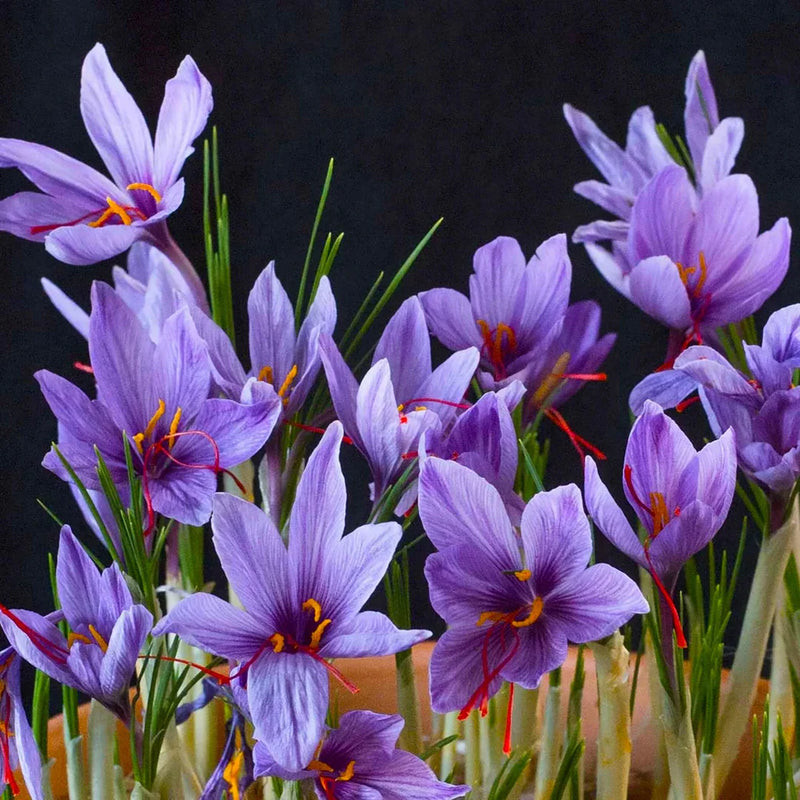 Mixed Crocus Flower seeds for Planting - Compact Growth, Heirloom & GMO Free Seeds for Home Garden