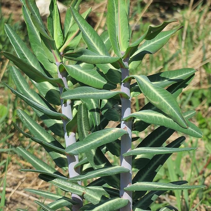 Euphorbia Lathyris Flower seeds for Planting - Long Bloom Season, Heirloom & GMO Free Seeds for Home Garden
Sale for planting in home garden