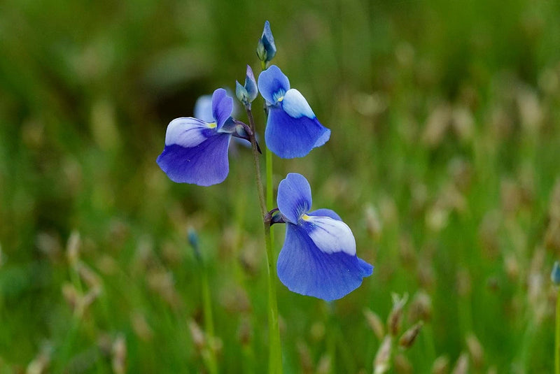 Blue Utricularia Flower seeds for Planting - Seasonal Bloomer, Heirloom & GMO Free Seeds for Home Garden
Sale seeds for home garden