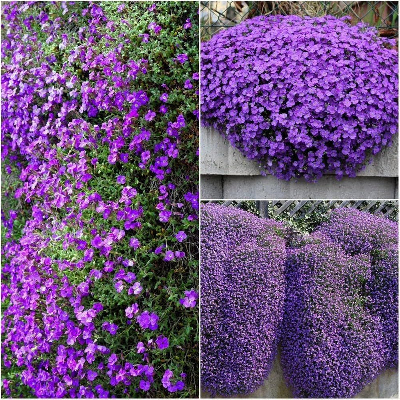 Mixed Aubrieta Hybrida Seeds for Planting - Vibrant Ground Cover Flowers