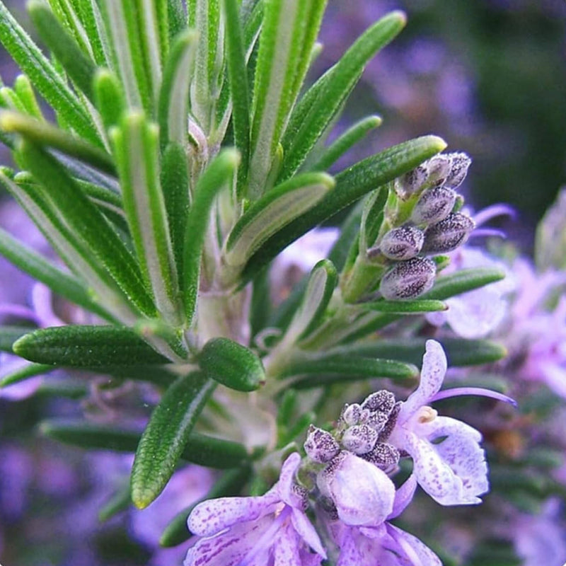 Pink Rosemary Flower seeds for Planting - Long Bloom Season, Heirloom & GMO Free Seeds for Home Garden