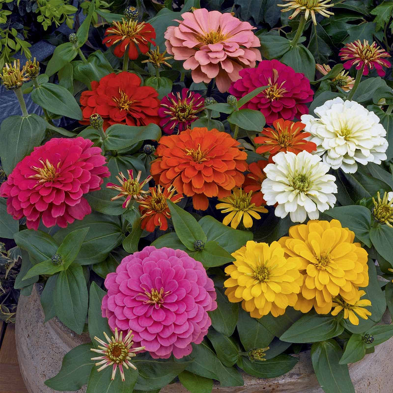 Mixed Magellan Flower seeds for Planting - Pollinator Friendly, Heirloom & GMO Free Seeds for Home Garden