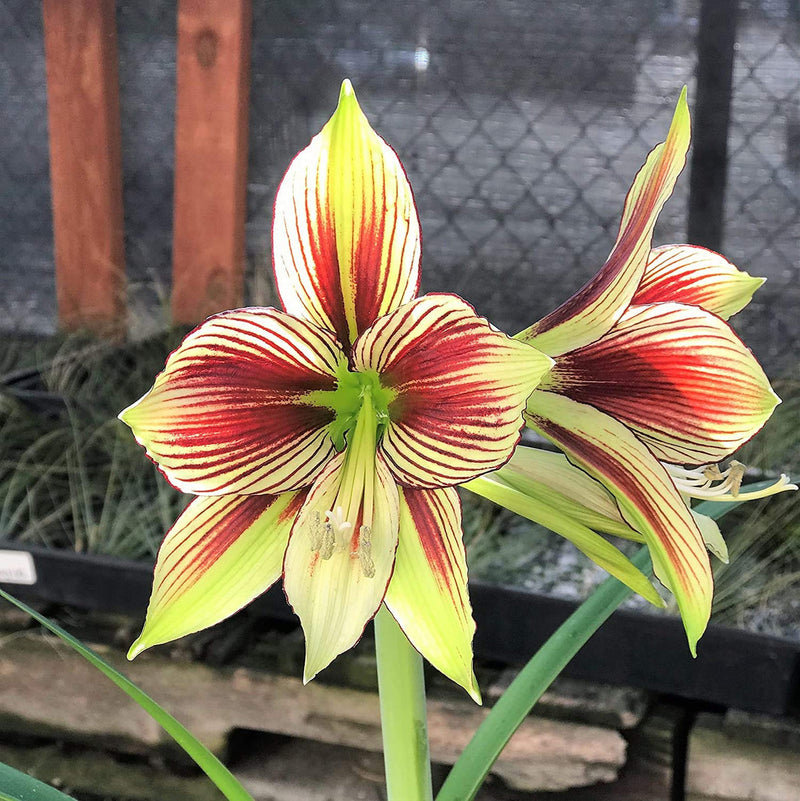 Light Yellow Hippeastrum Flower seeds for Planting - Hardy Variety, Heirloom & GMO Free Seeds for Home Garden
Sale for planting in home garden.