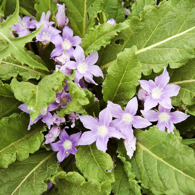 Mandrake Flower seeds for Planting - Drought Tolerant, Heirloom & GMO Free Seeds for Home Garden
Sale seeds for planting in home garden