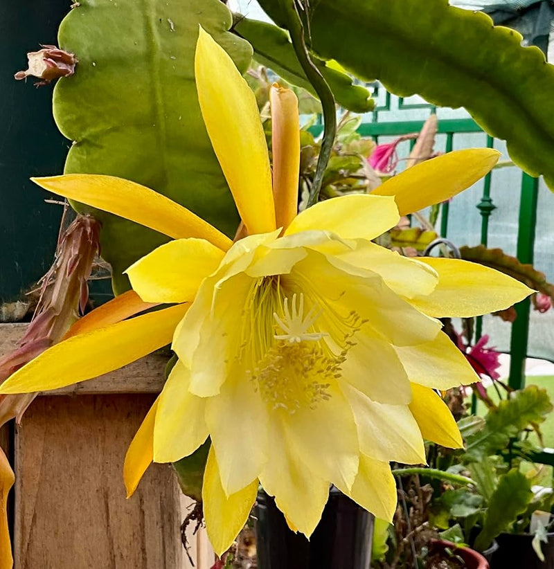 Epiphyllum Flower seeds for Planting Low Maintenance Heirloom & GMO Free Seeds for Home Garden